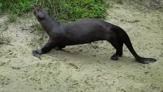 Nutria Lobo de Rio [upl. by Crowell215]