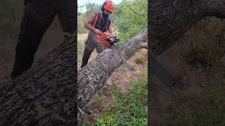 Bore Cut 🪓 asmr lumberjack wood lumberjacking chainsaws husqvarna [upl. by Tortosa]