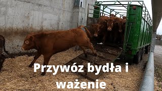 153 Przywóz bydła z drugiego gospodarstwa Ważenie każdej sztuki [upl. by Assilrac]