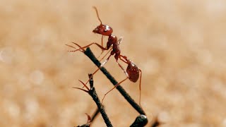 The Tiny World Of Insects  BBC Earth [upl. by Meingoldas33]