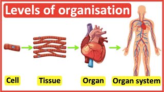 Cells Tissues Organs Organ systems  Level of organisation in organisms  Easy science video [upl. by Alfeus303]