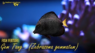 Fish Feature Gem Tang  Zebrasoma gemmatum [upl. by Adelaja656]