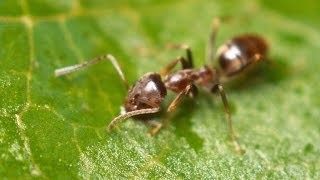 Argentine Ants  The Global Super Colony [upl. by Hsatan582]