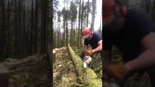 Stihl MS500i chainsaw review by Phil chainsawreview stihl500i [upl. by Aerdnek51]