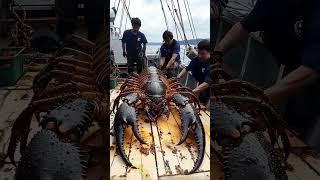 Giant Sea Monsters Caught by Fishermen 🐙🎣GiantSeaCreatures FishingDiscoveries OceanMysteries [upl. by Tibold]