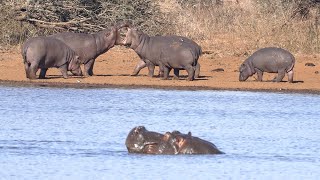 Hippos in Play Friendly Sizing Up and Sparring at Kruger National Park [upl. by Akital]