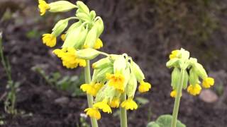 Primula veris  Schlüsselblume  Cowslip [upl. by Aniwde955]