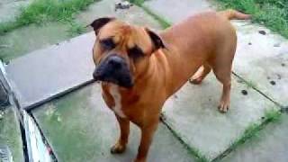 bullmastiff cross boxer [upl. by Selin]