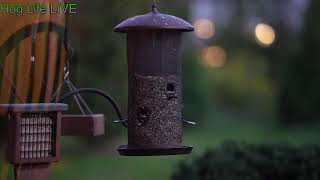 LIVE  Hog Life  Bird Feeder Cam [upl. by Coumas953]