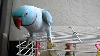 Bleu the talking Indian Ringneck 2 [upl. by Nwonknu]