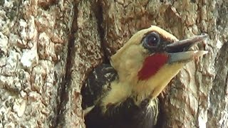 PICAPAULOURO macho no ninho CELEUS LUGUBRIS PALECRESTED WOODPECKER [upl. by Esirrehc931]