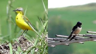 Chant de la BERGERONNETTE printanière et HIRONDELLE rustique [upl. by Bedelia]