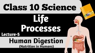 Digestion in Human  Human Digestive system  Nutrition in Human  Digestive glands  Life Processes [upl. by Attenahs102]