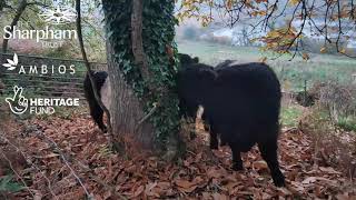 Cows come home to rewilding on The Sharpham Estate [upl. by Anauqed]