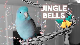 Parrotlet Whistle Practice JINGLE BELLS 🔔 Singing Parrot [upl. by Aneehsor]