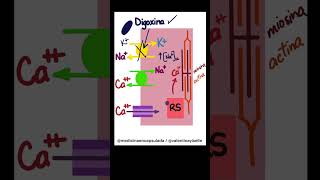 Cápsula farmacológica💊 Efecto inotrópico de la digoxina🫀 [upl. by Skylar]