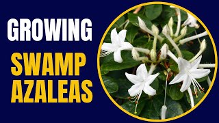 Mastering Swamp Azaleas Your StepbyStep Guide to Thriving Blooms [upl. by Eceinart]