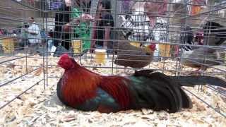 San Diego County Poultry Show 2013 [upl. by Brandenburg]