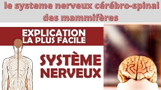 Partie 2  Organisation du système nerveux cérébrospinal des mammifères [upl. by Neelhtac]