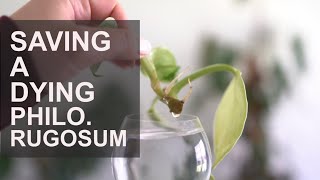 Saving My Philodendron Rugosum Update  Plant Experiment Monday [upl. by Hardin]