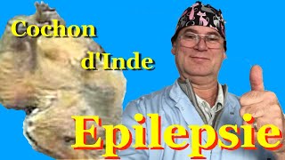 Convulsion et Epilepsie du Cochon dInde et du Cobaye [upl. by Hyrup]