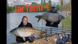 Carp fishing success  Tar farm lake 4 Linear Fisherys [upl. by Daas]