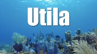 🇭🇳 UTILA el buceo más barato del mundo en Honduras [upl. by Leimaj]