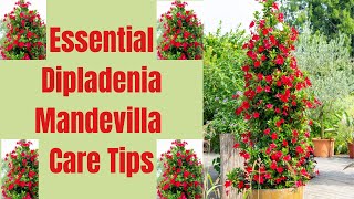 Dipladenia Mandevilla Care Tips A Complete Guide [upl. by Leahcim]