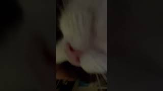 Snowshoe cat with loud and powerful purr snowshoe shorts purr cutecat catsofyoutube [upl. by Icart]