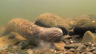 Sea lampreys Petromyzon marinus [upl. by Pincus690]