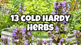 13 Cold Tolerant Herbs You Should Grow [upl. by Ide]