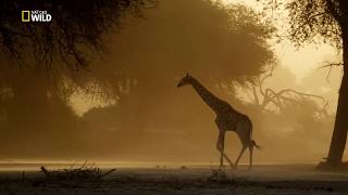 Namibya  Vahşi Yolculuk  Nat Geo Wild HD  Türkçe Belgesel [upl. by Abey]