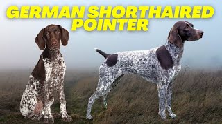 German shorthaired pointer puppies [upl. by Nivar887]