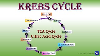 11 Krebs Cycle TCA Cycle Citric acid Cycle  Carbohydrates Metabolism  Biochemistry [upl. by Henson834]