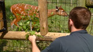 Wild on WANE Sitatunga Feedings [upl. by Norford105]