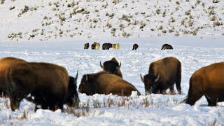 24 Yellowstone Wolves Hunting Bison  Wildlife in 4K  Inspire Wild Media [upl. by Georgette476]