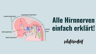 Alle Hirnnerven 1 bis 12 einfach erklärt  Einteilung  Austrittsstellen  Hirnnervenkerne Tabelle [upl. by Assennev]