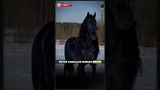 🐴El Majestuoso Caballo Frisón Historia Belleza y Elegancia🐎 shorts viral caballos short [upl. by Gerg]