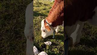 Vacas en Dolomitas Italia😍🇮🇹 [upl. by Gnehs938]