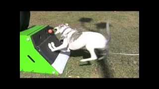 George the Whippet Box Turn [upl. by Cleland]