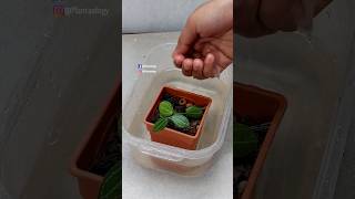 Repotting amp Growing Dischidia Ovata Watermelon  Orchid Indoor Plant Care [upl. by Trotter121]