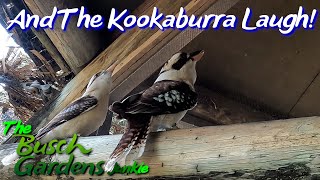 Busch Gardens New Roller Coaster Testing Soon And The Kookaburras Laugh [upl. by Silado]