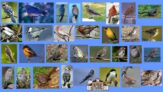 North American Songbirds  The Kids Picture Show Fun amp Educational Learning Video [upl. by Melvina]