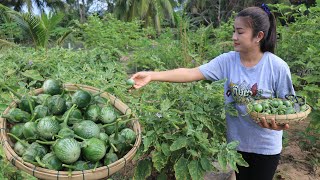 Harvest Eggplants For Cooking  Eggplants Curry Recipe  Cooking With Sreypov [upl. by Sollows68]