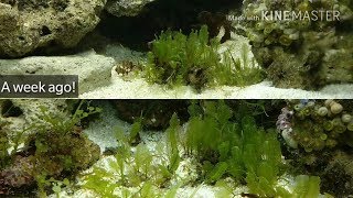 Macro Algae  Its Growing FAST Macroalgae Reef  How to Grow  Macroalgae Aquarium [upl. by Waers]