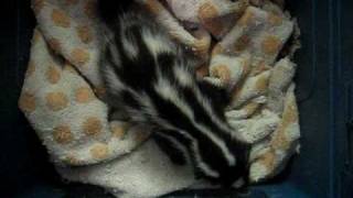 Western spotted skunk zorillo scratches goes potty runs around Animal Advocates Mary Cummins [upl. by Ayekahs960]