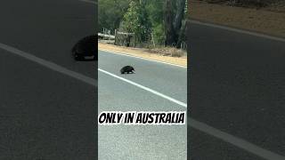 onlyinaustralia echidna echidnas australiananimals [upl. by Adriena142]