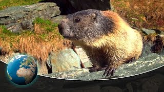 Curious marmots in the Alps [upl. by Annaet158]