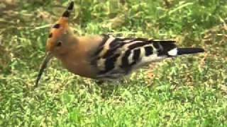 The Hoopoe or Puput  wild birds of Mallorcamp4 [upl. by Phila]