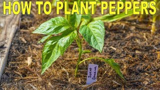 How To Plant Peppers  Complete Guide to Transplanting and Fertilizing [upl. by Artimed842]